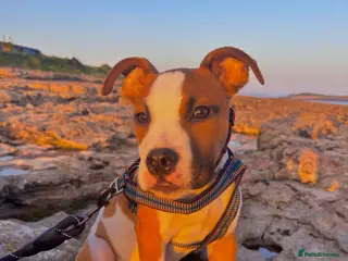 American Bulldog dogs American Bulldog male 6 month puppy - Advert 9