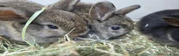 Mixed Breed rabbits for sale: Small rabbits  in Derby - Advert 2
