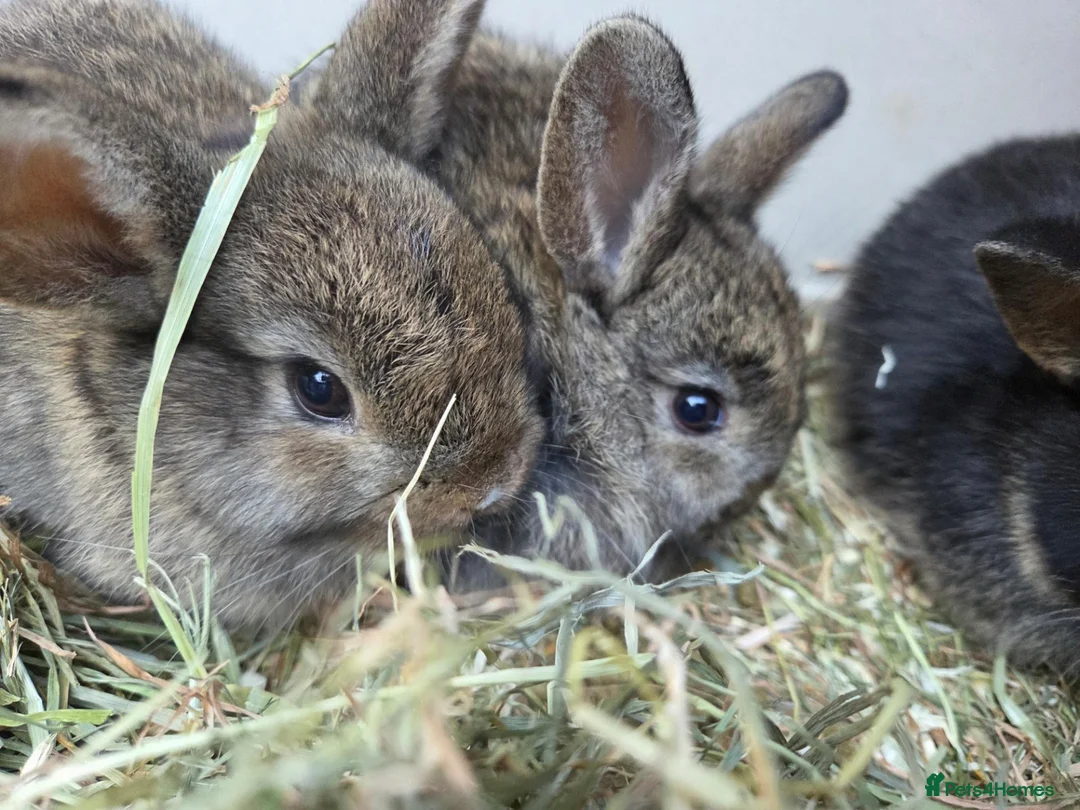 Mixed Breed rabbits for sale: Small rabbits  in Derby - Advert 2