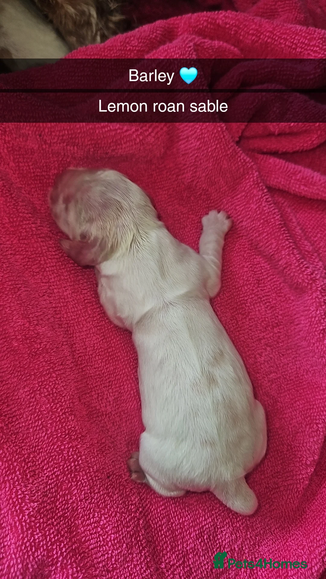 Cocker Spaniel dogs for sale: Unbelievable show type cocker spaniel babies  - Advert 23