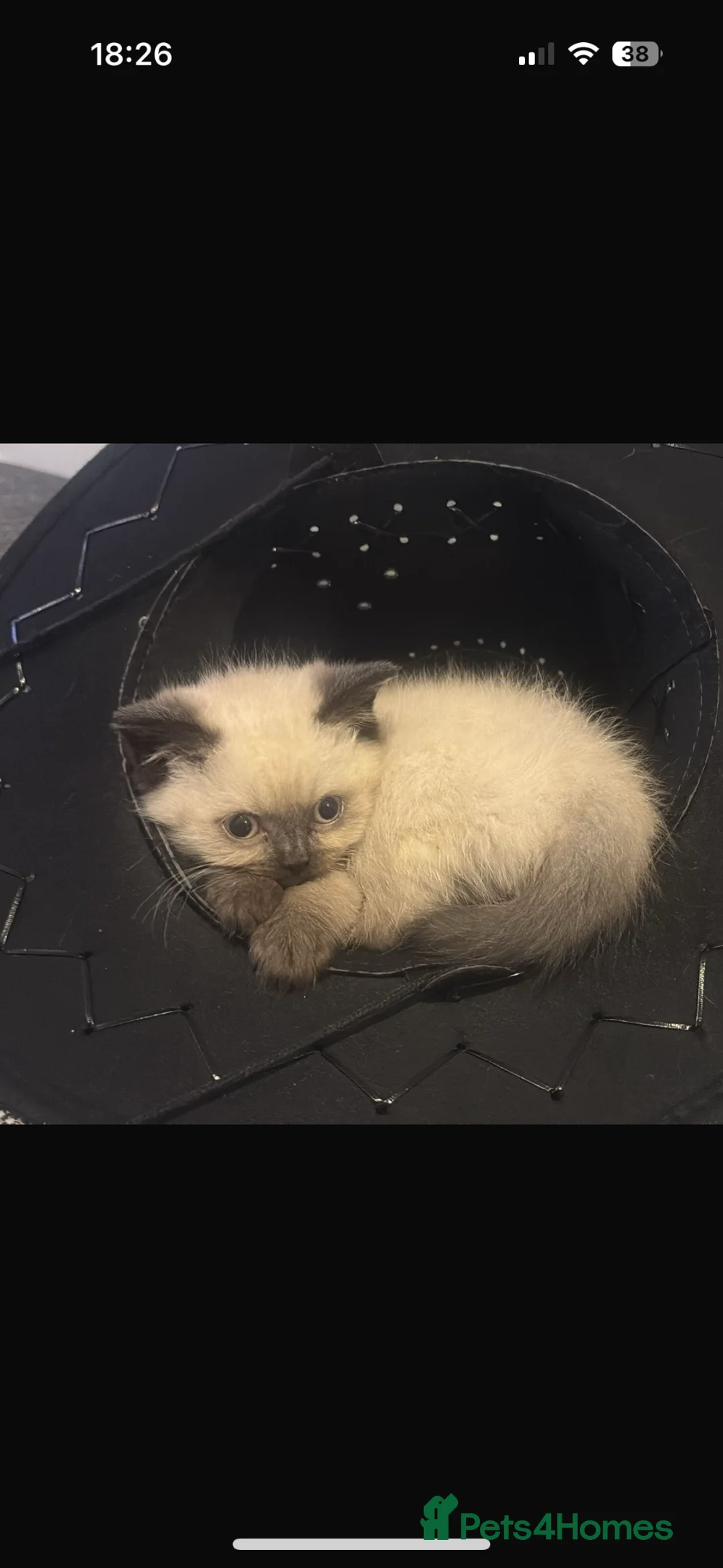 British Shorthair cats for sale: GCCF Registered 5 Generation British Shorthair - Advert 35