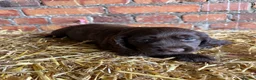 Cocker Spaniel dogs for sale: Cocker spaniel puppies - Advert 7
