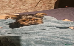 Yorkshire Terrier dogs for sale: Mini Yorkshire terrier  - Image 12