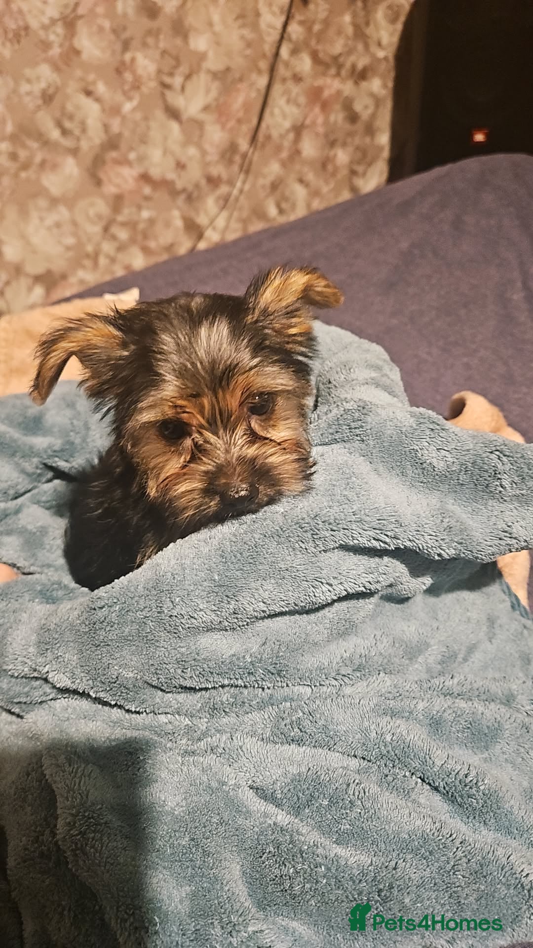 Yorkshire Terrier dogs for sale: Mini Yorkshire terrier  - Image 12