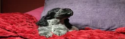 Cocker Spaniel dogs for sale: Health tested parents, Stunning little cherubs - Advert 21