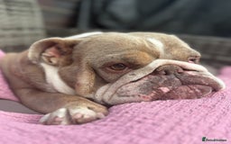 English Bulldog dogs for sale: Bubbles the British Bulldog - Image 2