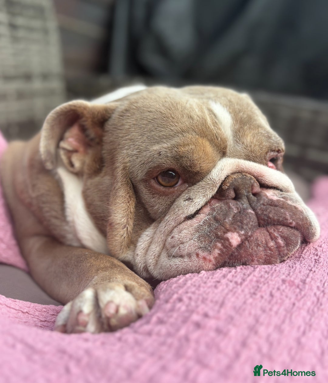 English Bulldog dogs for sale: Bubbles the British Bulldog - Image 2