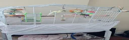 Budgerigars birds for sale: Colourful male and female budgies - Advert 6