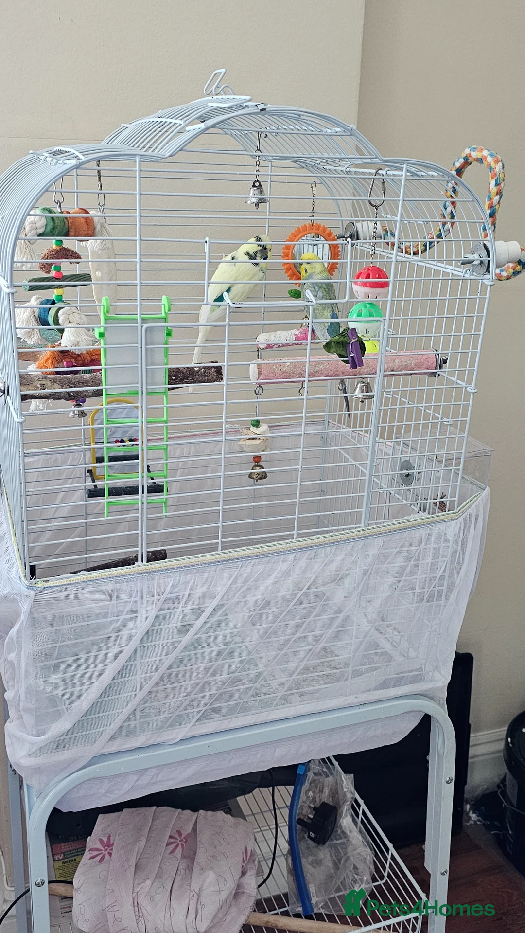 Budgerigars birds for sale: Colourful male and female budgies - Advert 6