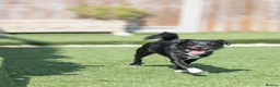 Mixed Breed dogs for adoption: Cat friendly Remy - Advert 3