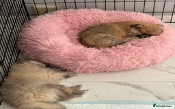 Pomeranian dogs for sale: XS Pomeranian - Image 5