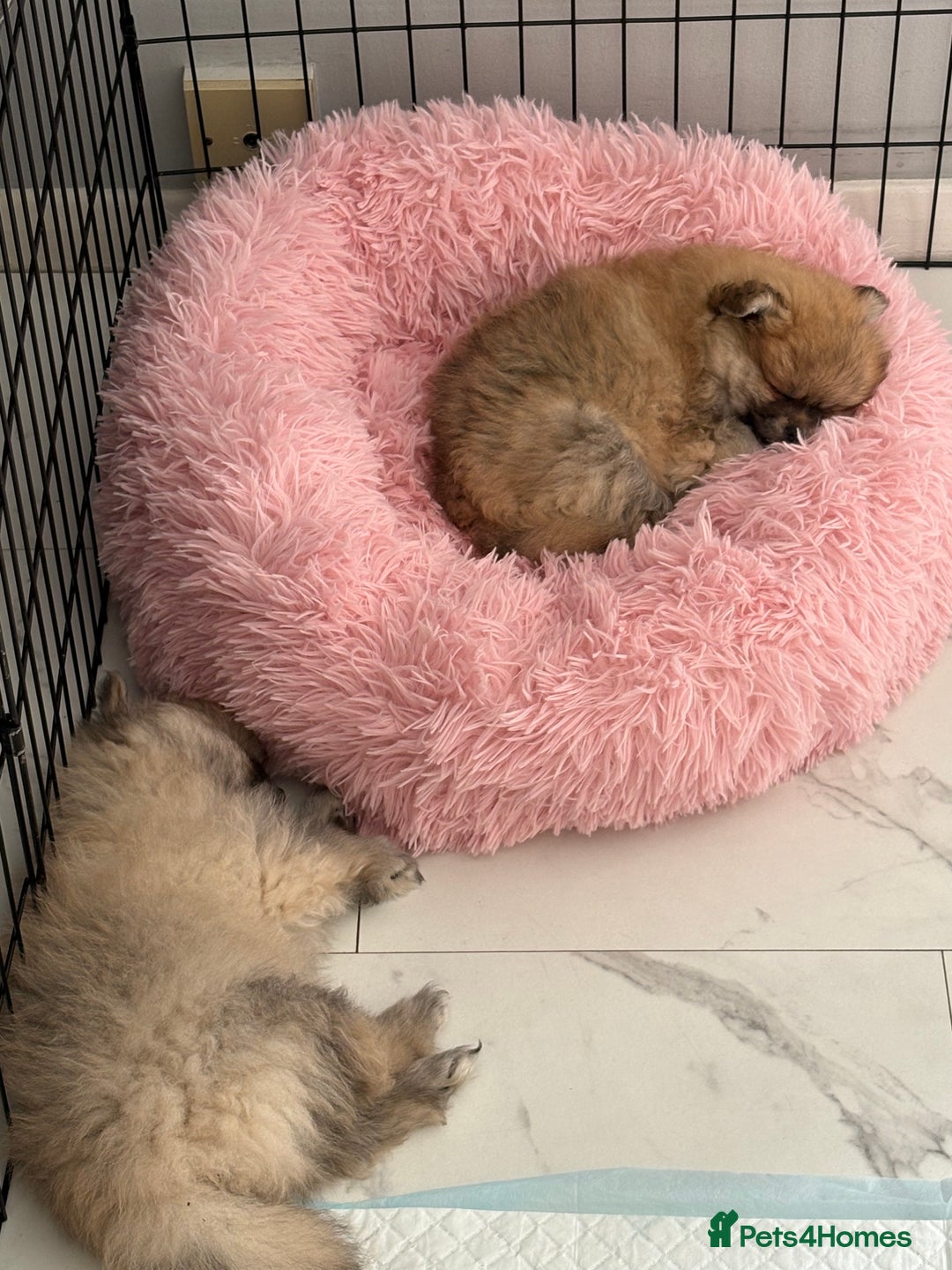 Pomeranian dogs for sale: XS Pomeranian - Image 5