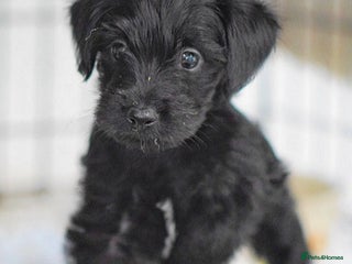 Mixed Breed dogs Council approved 5⭐️Rated Licensed Registered - Advert 16