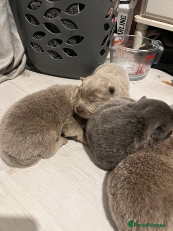 Chow Chow dogs 6 lovely chow chows for sale 😻 - Advert 10