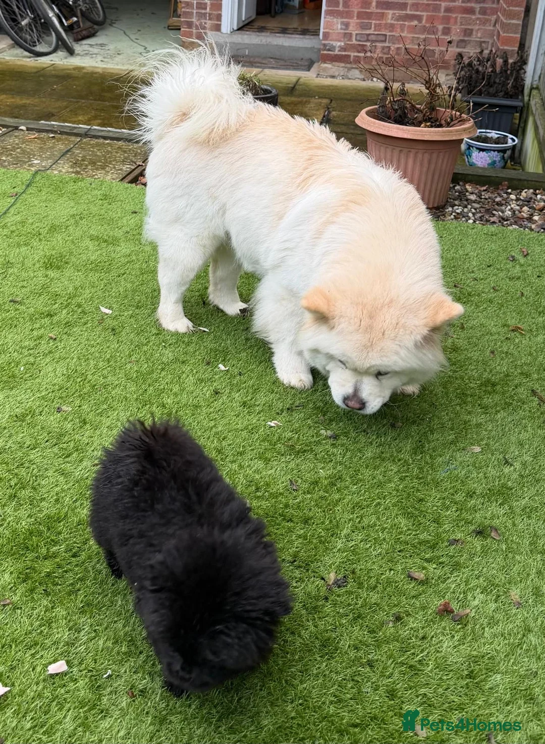Chow Chow dogs for sale: Stunning Chow Chow One of a Kind Girl 🐶 - Advert 4