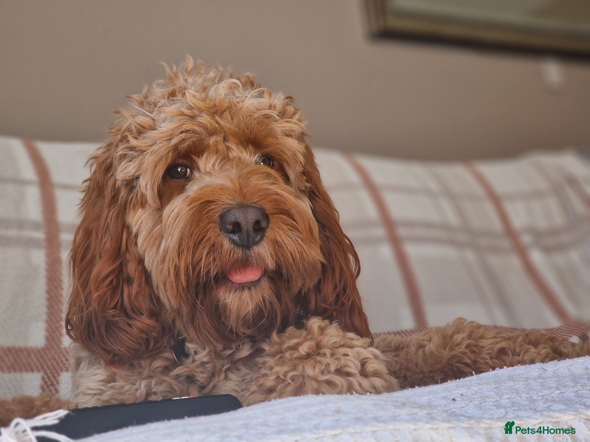 Cockapoo dogs for sale: 18 month old male cockapoo - Advert 1