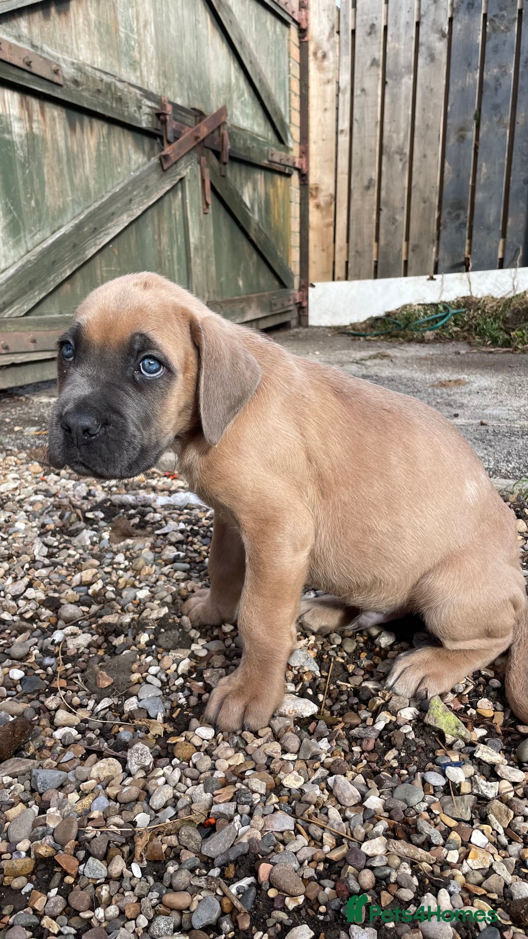 Cane Corso dogs for sale: Cane Corso puppies 9 week old 🫶❤️🫶 - Image 33