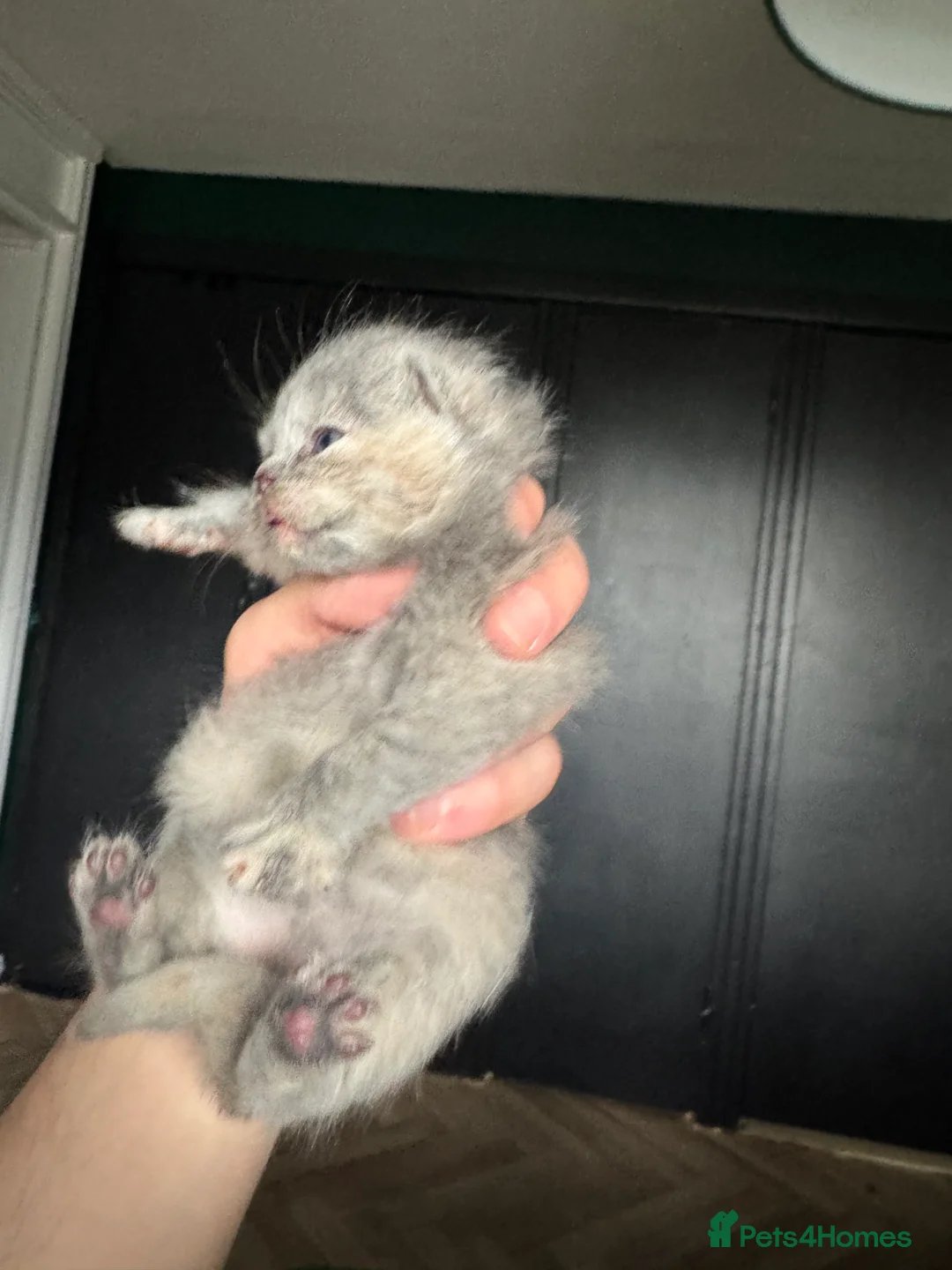 British Shorthair cats for sale: Tica reg BSH kittens  - Advert 18