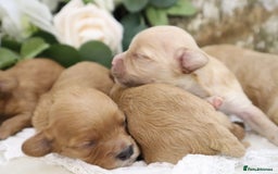 Cavapoo dogs for sale: *HEALTH TESTED* CAVAPOO PUPPIES - Image 8