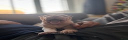 Shar Pei dogs for sale: Shar-pei Puppies - Advert 12