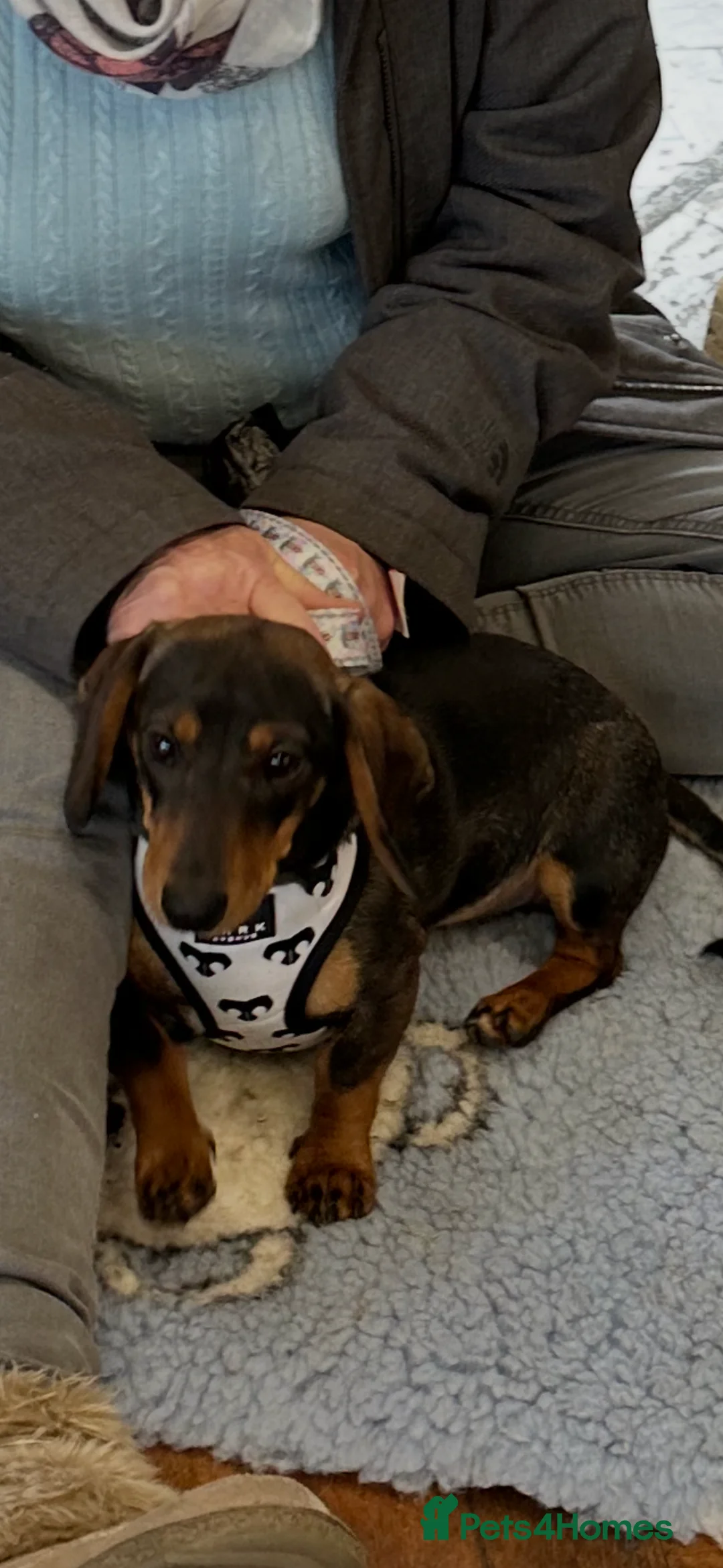 Miniature Dachshund dogs for sale: Miniature Dachshund Female. 6 Month’s Old.  - Advert 2