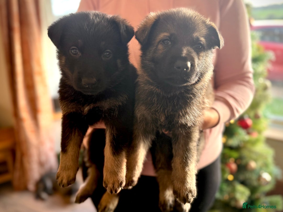 German Shepherd dogs for sale: Beautiful KC German Shepherd Puppies  - Advert 4