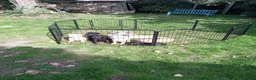 Labrador Retriever dogs for sale: Ready to go now Labrador pups for sale.  - Advert 5