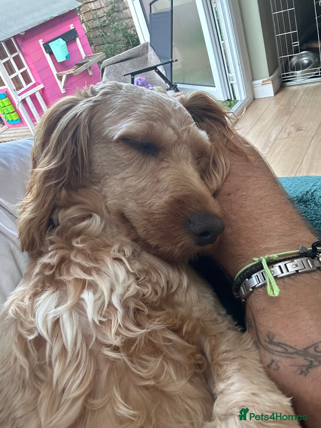Cockapoo dogs for sale: 1 year old cockapoo female - Image 4