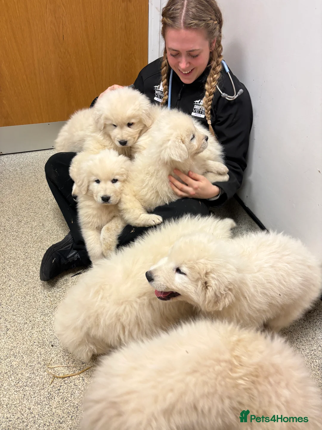 Maremma Sheepdog dogs for sale: Maremma sheepdog puppies - Advert 5