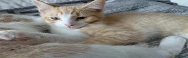 Maine Coon 1