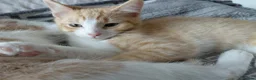 Maine Coon cats for sale: Gorgeous 1/4 Maine coon kittens - Advert 4