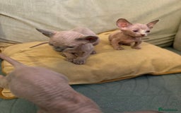 Sphynx cats for sale: 🖤 Sphynx Kittens for Sale – Ready August 🐾 - Image 6