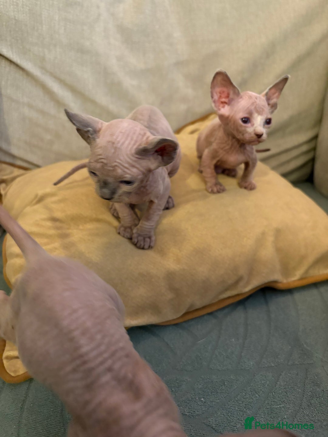Sphynx cats for sale: 🖤 Sphynx Kittens for Sale – Ready August 🐾 - Image 6