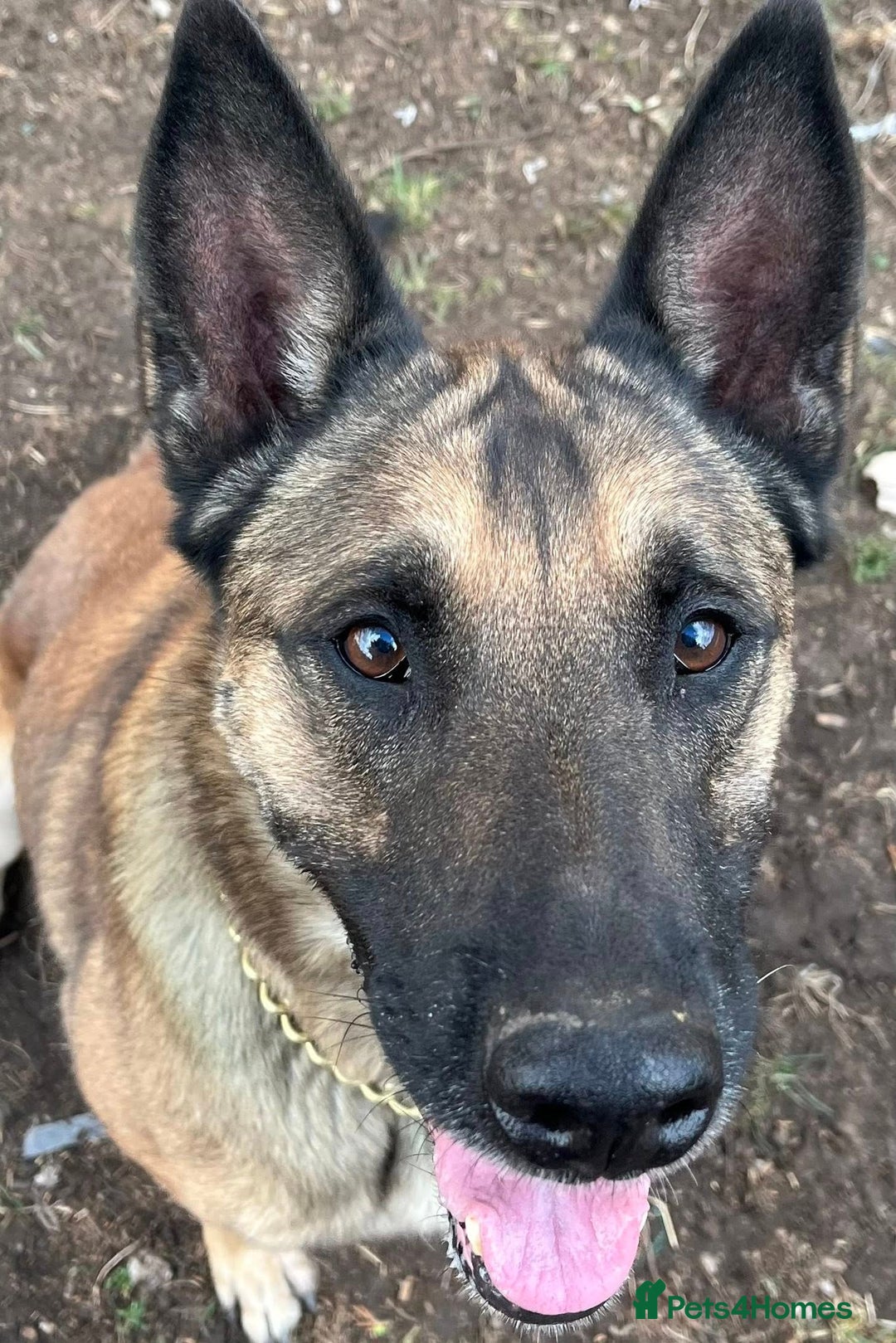 Belgian Shepherd Dog dogs for adoption: Cairo is looking for her forever home - Image 5