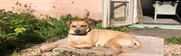 Mixed Breed dogs for adoption: Coco – 5 years old, Female, Possibly Lab Mix  - Advert 3