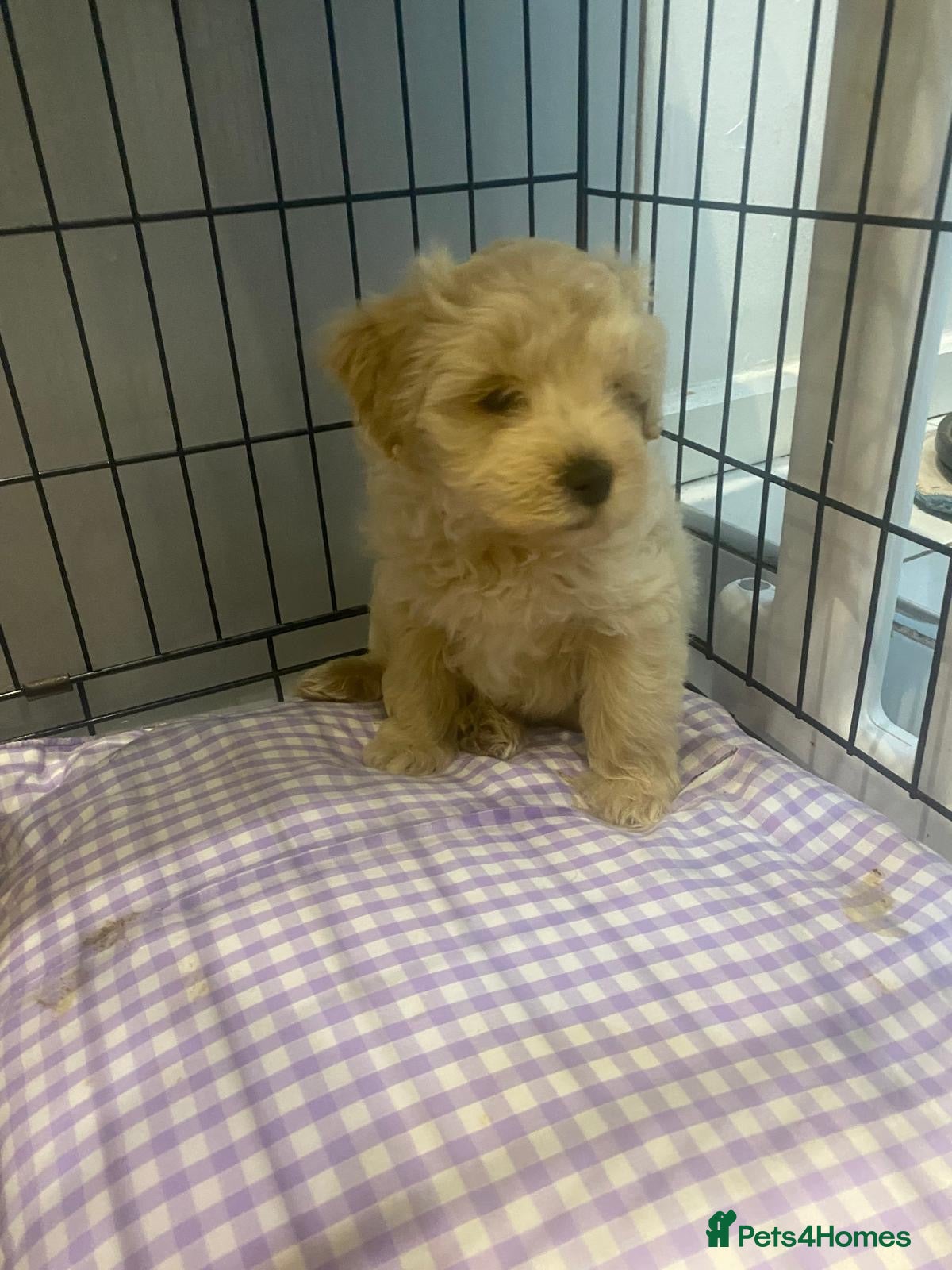 Maltipoo dogs Miniature maltipoo puppies - Advert 5