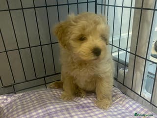 Maltipoo dogs Miniature maltipoo puppies - Advert 1