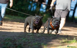 English Bulldog dogs for sale: For sale: 7 English Bulldog Puppies - Image 32