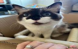 Ragdoll cats for sale: Gorgeous Female Ragdoll  - Advert 7