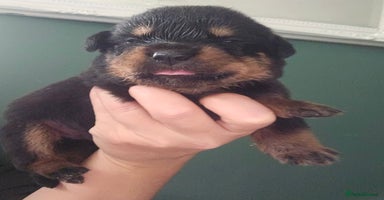 Rottweiler dogs - Advert 10