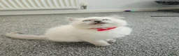 Ragdoll cats for sale: ❤️Beautiful RAGDOLL KITTEN ❤️ - Advert 15