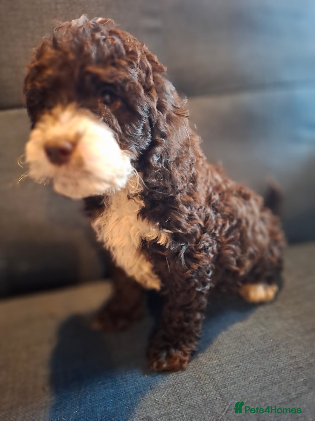 Cockapoo dogs for sale: F1b Health Tested Toy Cockapoo Puppies  - Advert 19