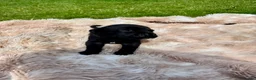 Cane Corso dogs for sale: Cane corso - Advert 12