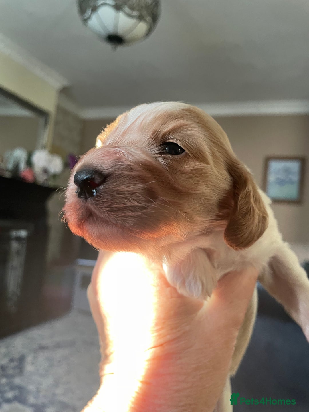 Cockapoo dogs for sale: Cockerpoo apricot and cream  - Advert 5