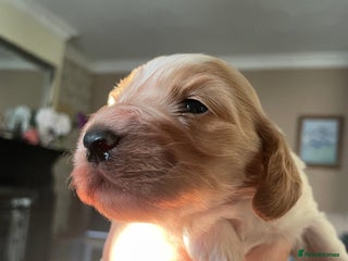 Cockapoo dogs Cockerpoo apricot and cream - Advert 8