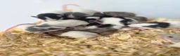 Rat rodents for sale: MIXED RATS  - Advert 1