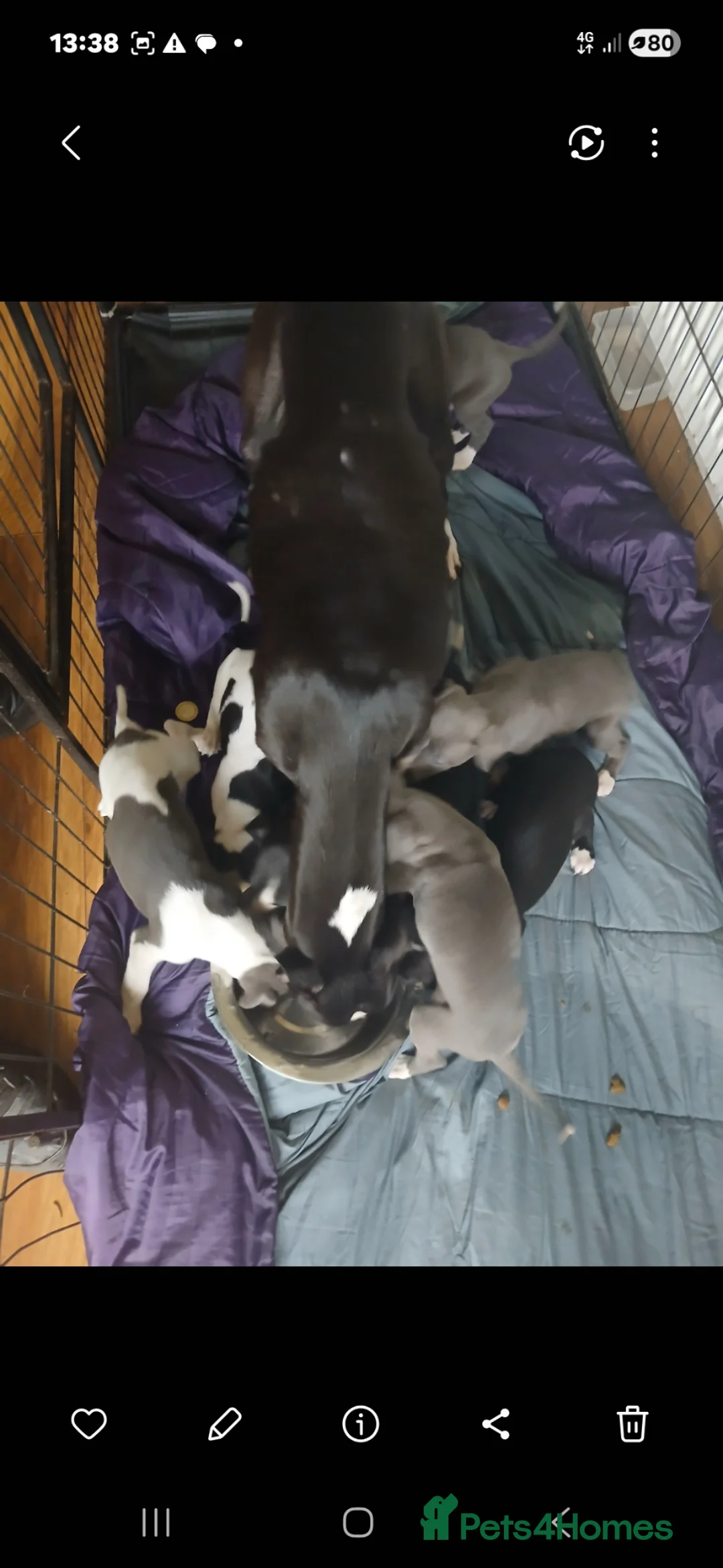 Whippet dogs for sale: Whippet pups in Birmingham - Advert 14