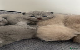 British Shorthair cats for sale: British short hairs - Image 1