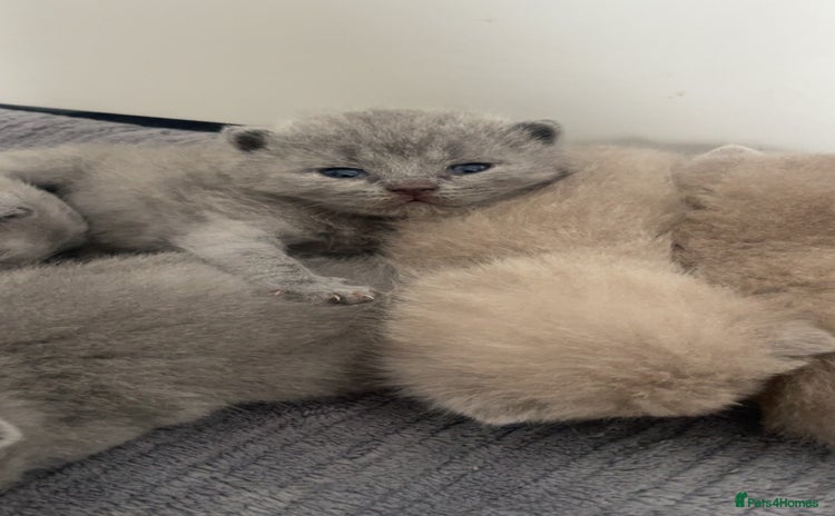 British Shorthair cats - Advert 5