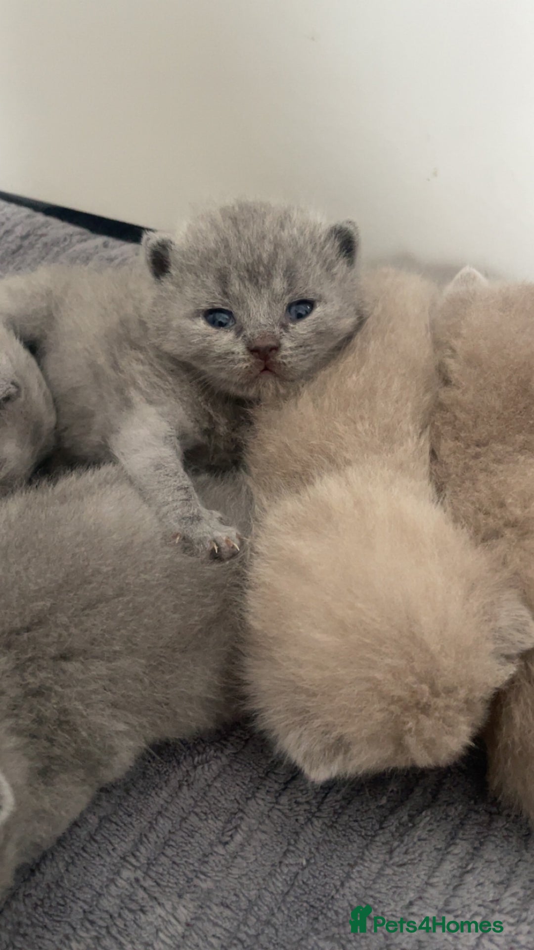 British Shorthair cats for sale: British short hairs - Image 1
